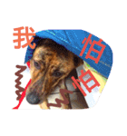 Taiwan Brindle Dog 2（個別スタンプ：5）