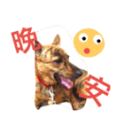 Taiwan Brindle Dog 2（個別スタンプ：10）