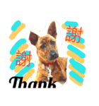 Taiwan Brindle Dog 2（個別スタンプ：11）