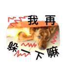 Taiwan Brindle Dog 2（個別スタンプ：14）