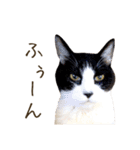 ゆるカワ猫写真☆大人シンプルな日常会話（個別スタンプ：35）