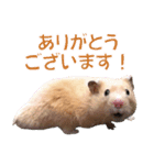 キンクマハムスター ムギの生活3（個別スタンプ：6）