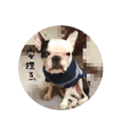 Duke Dog（個別スタンプ：6）