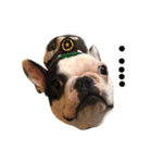 Duke Dog（個別スタンプ：12）