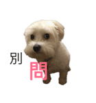 Dog king story（個別スタンプ：5）