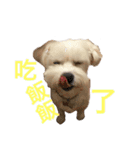 Dog king story（個別スタンプ：7）