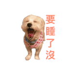 Dog king story（個別スタンプ：11）