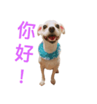 Dog king story（個別スタンプ：20）