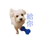 Dog king story（個別スタンプ：24）