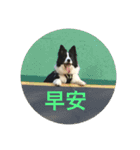 Border collie - OREO（個別スタンプ：1）