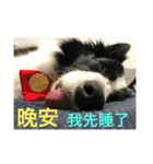 Border collie - OREO（個別スタンプ：2）