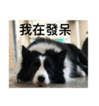 Border collie - OREO（個別スタンプ：5）