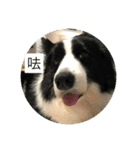 Border collie - OREO（個別スタンプ：6）