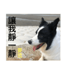 Border collie - OREO（個別スタンプ：11）