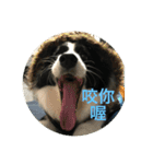 Border collie - OREO（個別スタンプ：14）