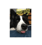 Border collie - OREO（個別スタンプ：15）