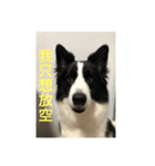 Border collie - OREO（個別スタンプ：18）