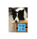 Border collie - OREO（個別スタンプ：20）