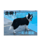 Border collie - OREO（個別スタンプ：22）