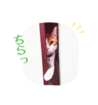 茶白ねこ うにの日常（個別スタンプ：7）