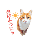 茶白ねこ うにの日常（個別スタンプ：10）