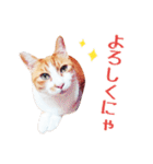 茶白ねこ うにの日常（個別スタンプ：18）