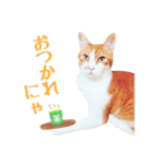 茶白ねこ うにの日常（個別スタンプ：19）