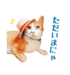 茶白ねこ うにの日常（個別スタンプ：25）