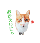 茶白ねこ うにの日常（個別スタンプ：26）