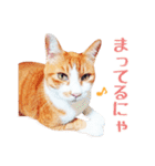 茶白ねこ うにの日常（個別スタンプ：36）