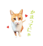 茶白ねこ うにの日常（個別スタンプ：38）