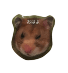 hamsters greetings（個別スタンプ：1）