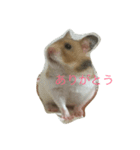 hamsters greetings（個別スタンプ：3）