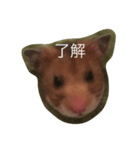 hamsters greetings（個別スタンプ：5）