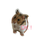 hamsters greetings（個別スタンプ：6）