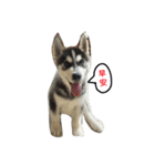 Vodka husky daily（個別スタンプ：1）