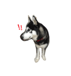 Vodka husky daily（個別スタンプ：6）