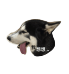 Vodka husky daily（個別スタンプ：7）