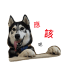 Vodka husky daily（個別スタンプ：8）