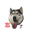 Vodka husky daily（個別スタンプ：9）