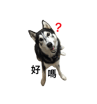 Vodka husky daily（個別スタンプ：10）