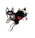 Vodka husky daily（個別スタンプ：16）