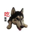 Vodka husky daily（個別スタンプ：18）