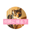 うちの可愛い猫たち2（個別スタンプ：7）