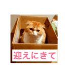 うちの可愛い猫たち2（個別スタンプ：10）