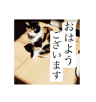 うちの可愛い猫たち2（個別スタンプ：11）