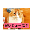 うちの可愛い猫たち2（個別スタンプ：14）