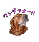 人間っぽい犬アイリッシュセター（個別スタンプ：8）