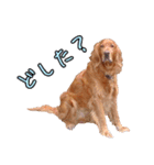 人間っぽい犬アイリッシュセター（個別スタンプ：11）