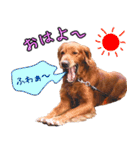 人間っぽい犬アイリッシュセター（個別スタンプ：22）